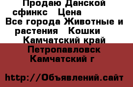  Продаю Данской сфинкс › Цена ­ 2 000 - Все города Животные и растения » Кошки   . Камчатский край,Петропавловск-Камчатский г.